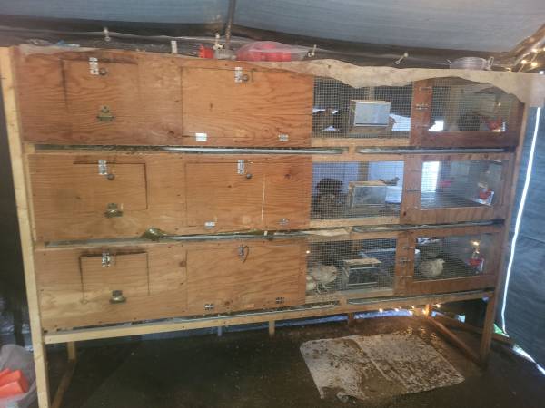 Complete Quail setup 1