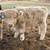 Mini Cattle & Mini Donkeys 9 thumbnail