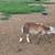 4 month old painted desert ram s 1 thumbnail