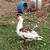Muscovy ducks 1 thumbnail