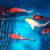 Japanese koi high quality affordable price 17 thumbnail