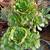 Aeoniums Beautiful Succulents Dark Red Green Black $8 & Up 2 thumbnail