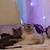 Cats 1 thumbnail