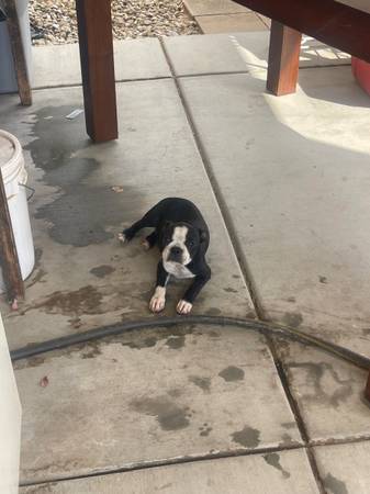 Boston cachorro macho y hembra (Pamdale)63767733189635124