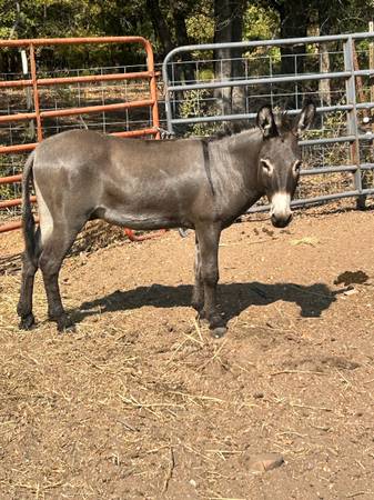 Donkey gentle 1