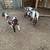 Boer Goats 2 thumbnail
