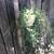 2 hanging string of bananas succulent plants 6 thumbnail