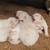 LGD Great Pyrenees Puppies 6 thumbnail