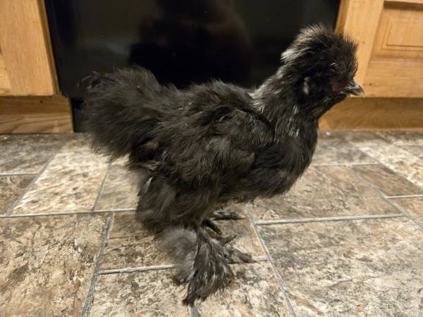 Gallinas Silkie - $20 (Everson)634357551427871217