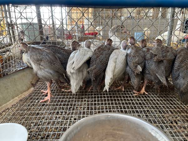 10 Guinea hens 1