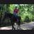 Roan Mare Gorgeous Sweet Gentle Broke for ANY rider 17 thumbnail