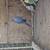 Indian Ringnecks 10 thumbnail