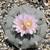 PEYOTE LOPHOPHORA WILLIAMSII SEEDS 8 thumbnail