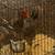 Beautiful Rooster for sale 1 thumbnail