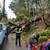 Emergency service available TREE SERVICE TREE REMOVAL 20 thumbnail