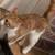 Male orange tabby rehoming 3 thumbnail