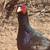 Melanistic Mutant Pheasants 4 thumbnail