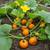 Pumpkin Seedlings Available 🌱 7 thumbnail