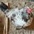 Ameraucana Roosters ~ 5 months old 8 thumbnail