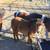 Mini Horses 2 thumbnail