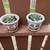 plant in CLAY pot cash only 11 thumbnail
