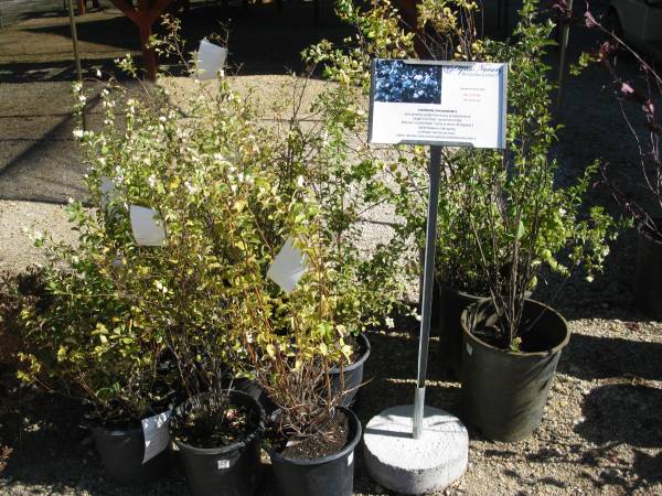 Common Snowberry 2 gallon 17.50 1