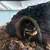 Sweet Ball Python Looking for Home 1 thumbnail