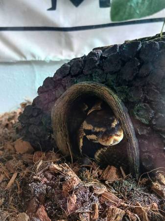 Sweet Ball Python Looking for Home 1