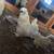 SHOW QUALITY SILKIES 5 thumbnail