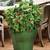 DWARF thornless raspberries for pots! easy to grow on your deck . 4 thumbnail