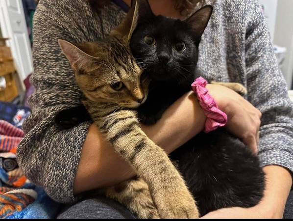2 loving indoor sister cats need good homes 1
