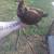 Spangled hatch gamefowl pullets 1 thumbnail