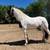 Potrillos Friesian 3 thumbnail