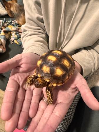 Several Reptiles for new homes (South Bend)63936013549954122