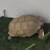Beautiful tortoise 2 thumbnail