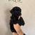 Toy Poodle Puppies 2 thumbnail