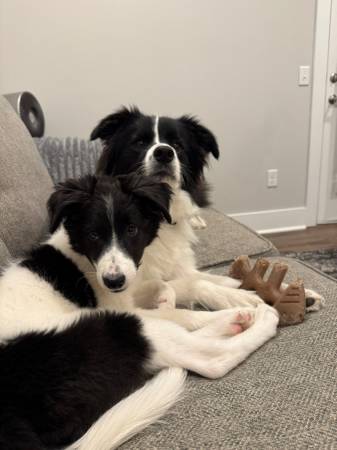 Scout and Lucy border collies (will not separate) 1