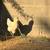 Chickens for sale 8 thumbnail