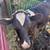 Calves 7 thumbnail