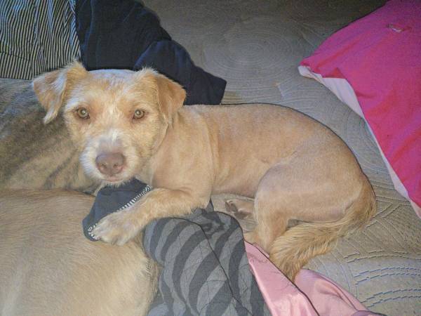 Rehoming terrier (Pasco)63827961982977121
