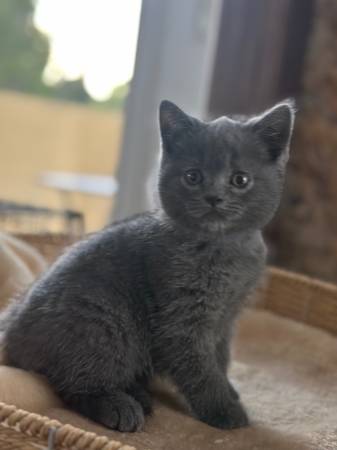 Rehoming Kittens63909865728258122