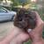 Rehoming guinea pigs!! 2 thumbnail