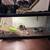 Geckos 1 thumbnail