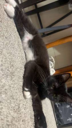 3 kittens in need of homes (Spanaway)63688936022659124