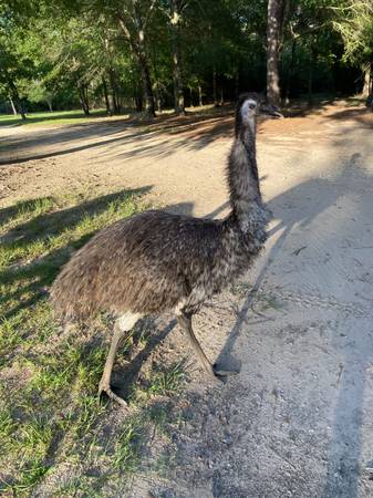 Emu for sale 1