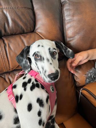 Dalmatian 1