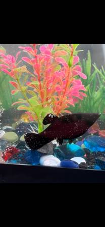 Goldfish (Red Wing mn)63906250753922124