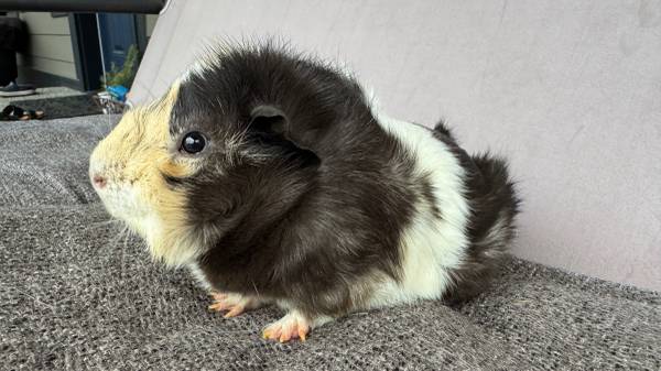 Cute Guinea Pig63750293059969120