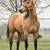 Stud Service: AQHA Buckskin stallion Frenchmans Guy and Corona Cartel 2 thumbnail
