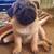 TinyLoving Pug 2 thumbnail
